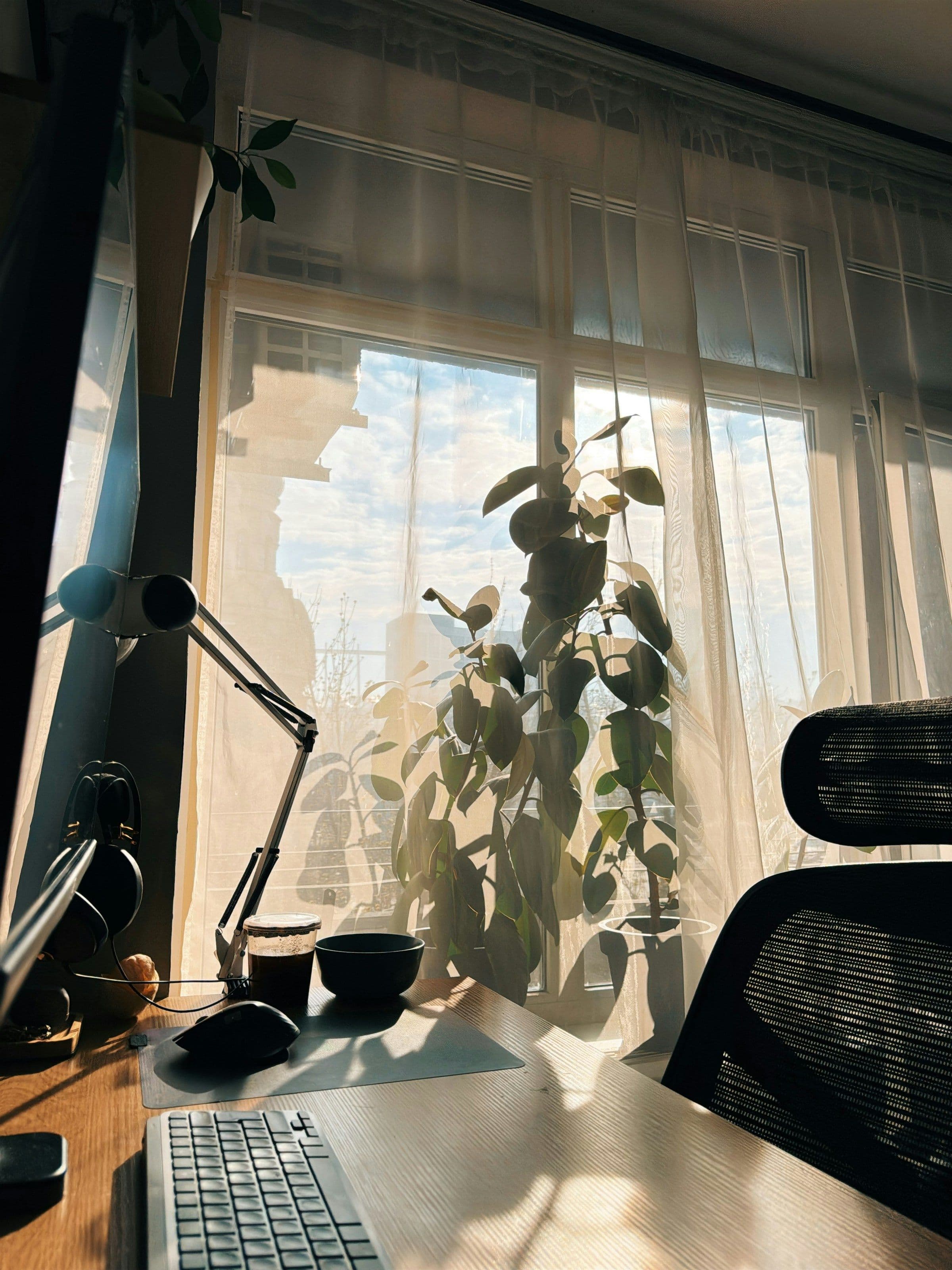Sunlit home office desk with a large rubber plant beside the window