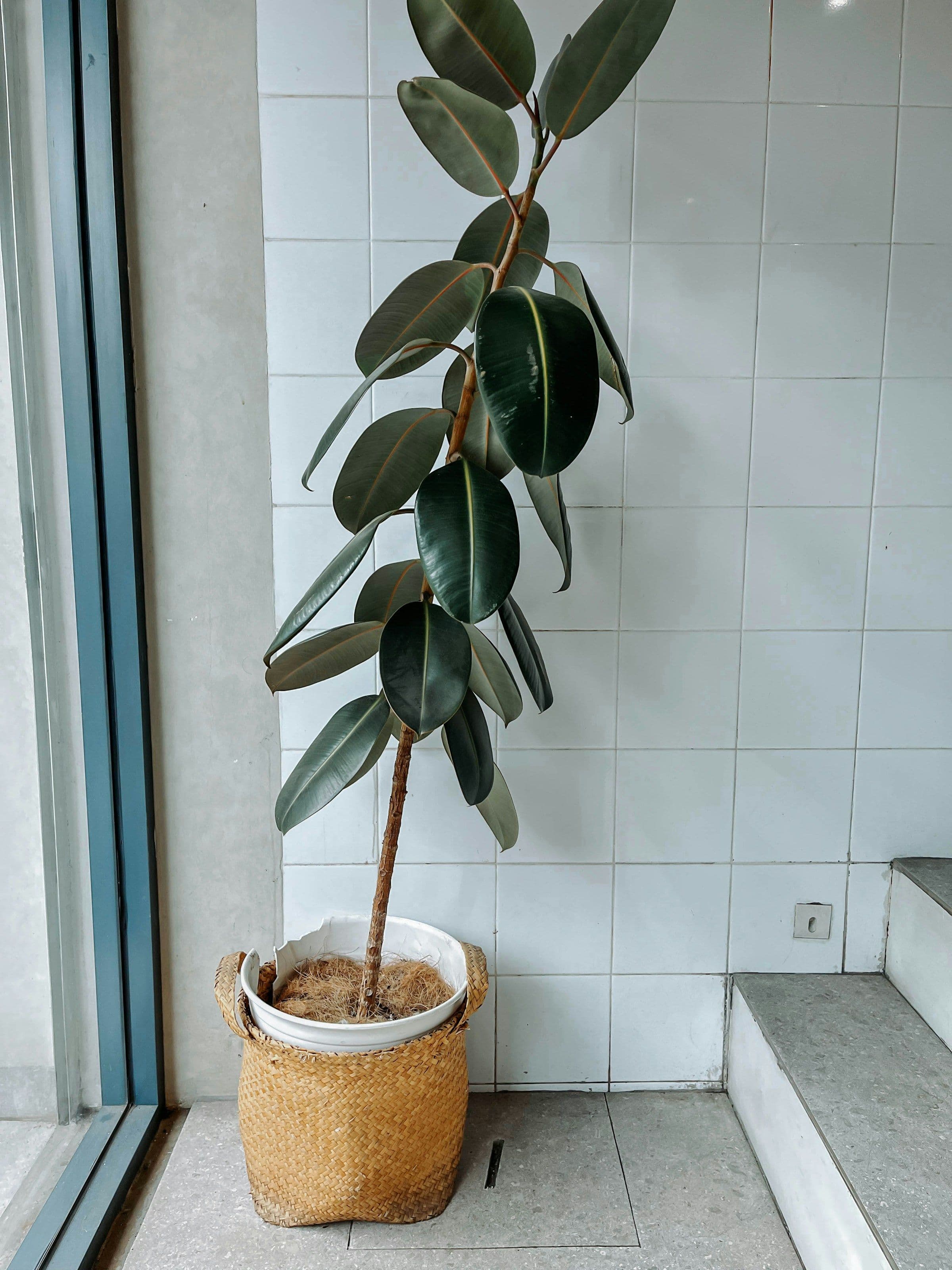 Rubber plant beside a tall glazed bathroom window