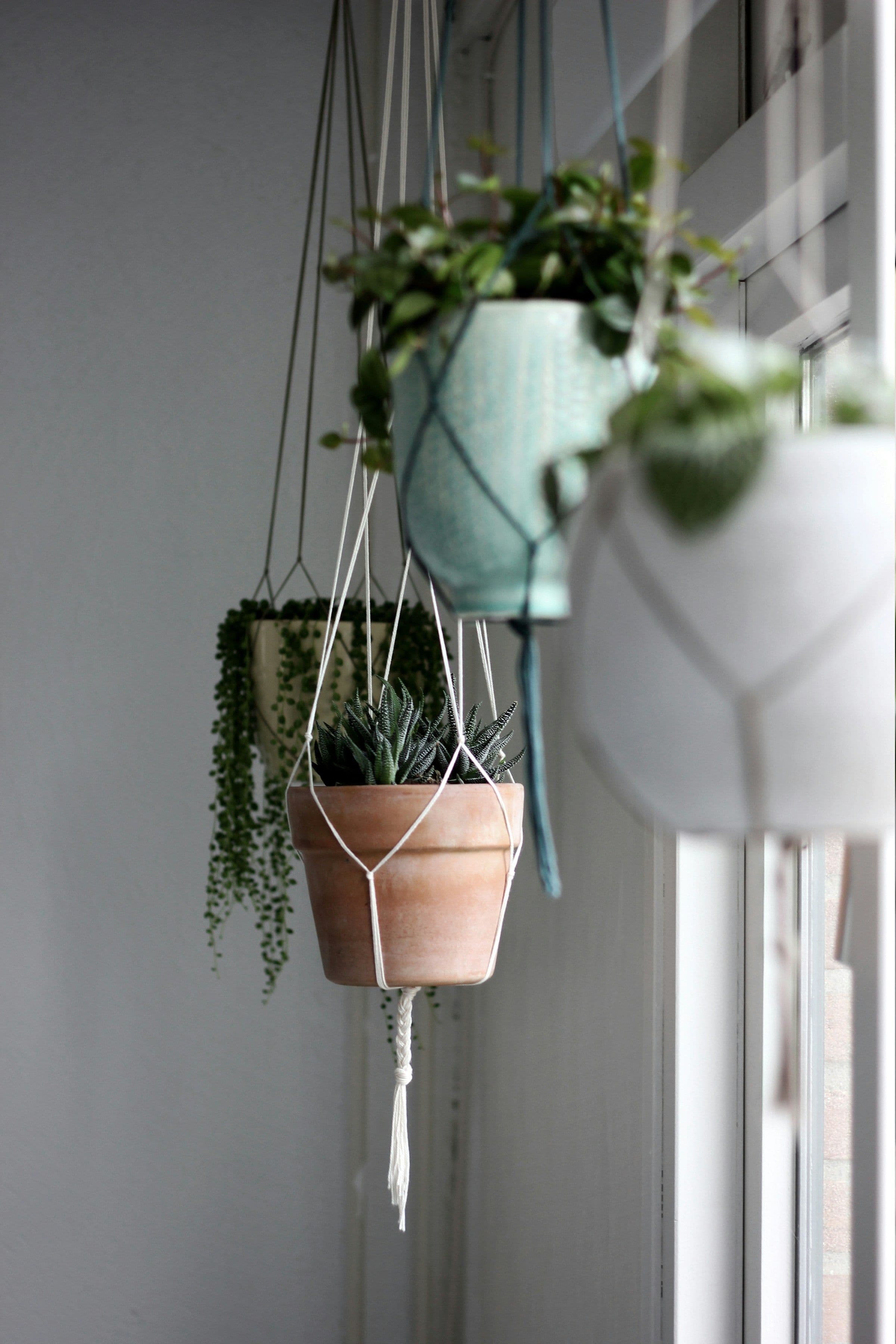 Several small houseplants in hanging pots arranged beside a bright window