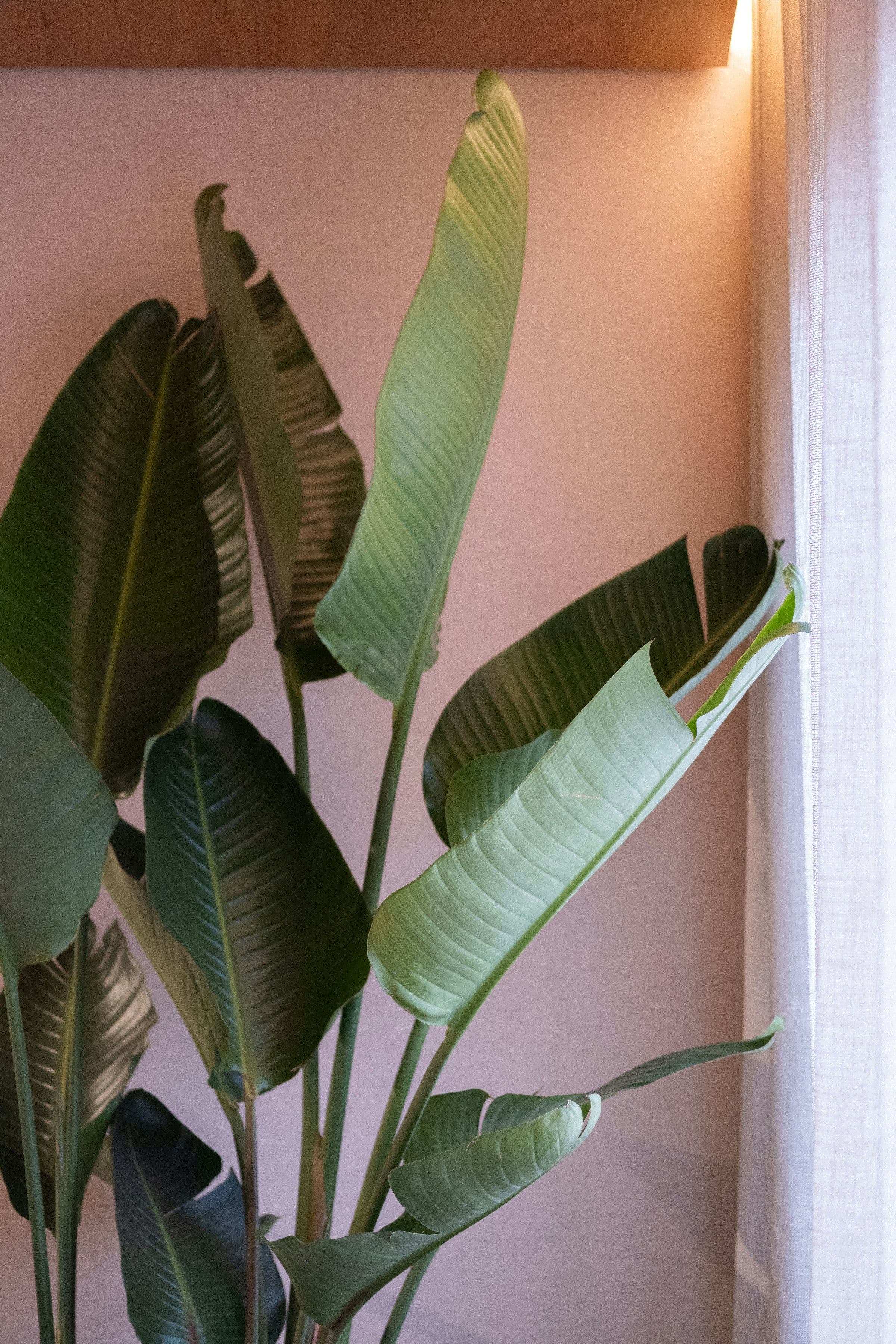 Large white bird of paradise plant growing beside a bright curtained window