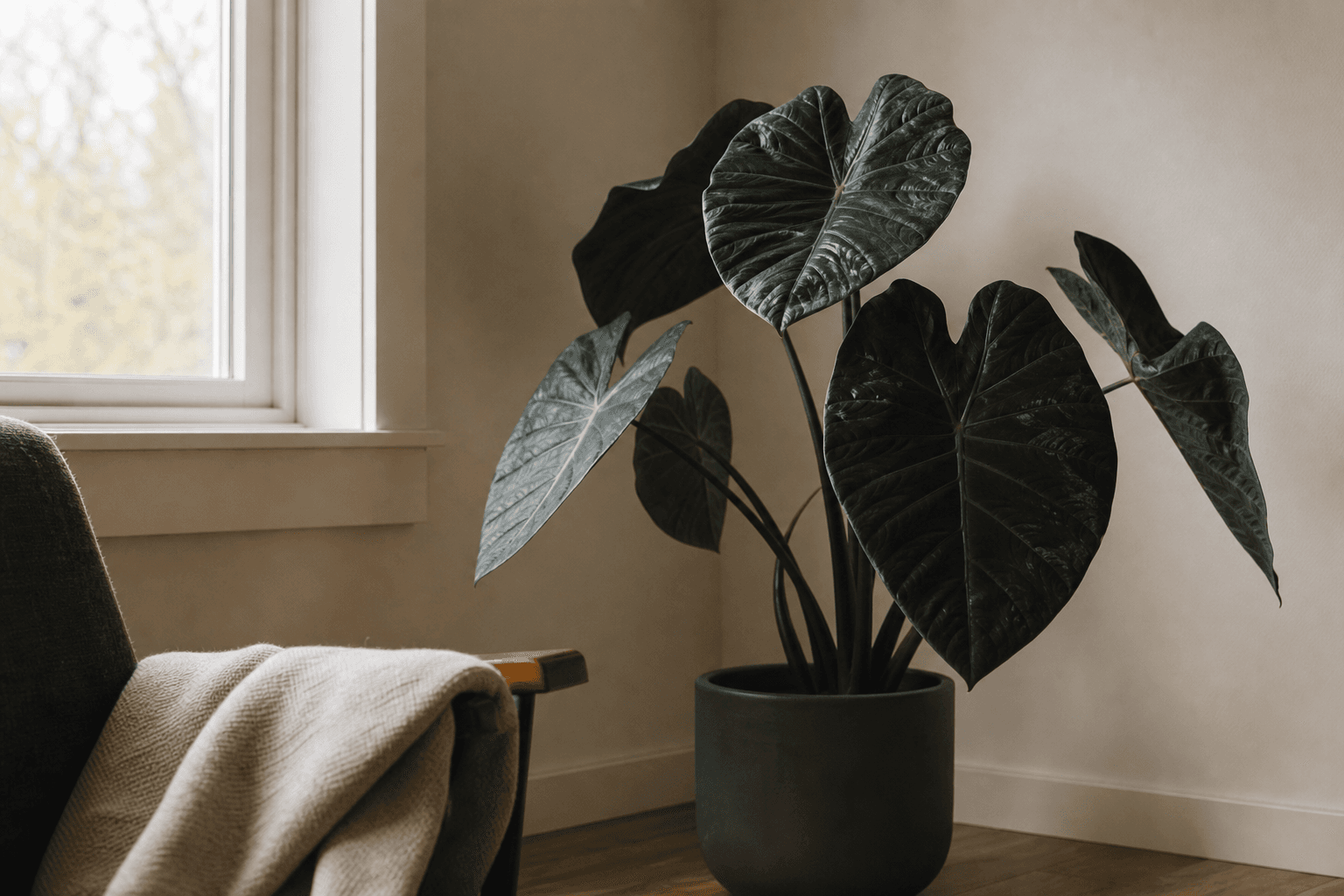 A dark-leaved houseplant with a strong silhouette in a softly shaded reading corner.