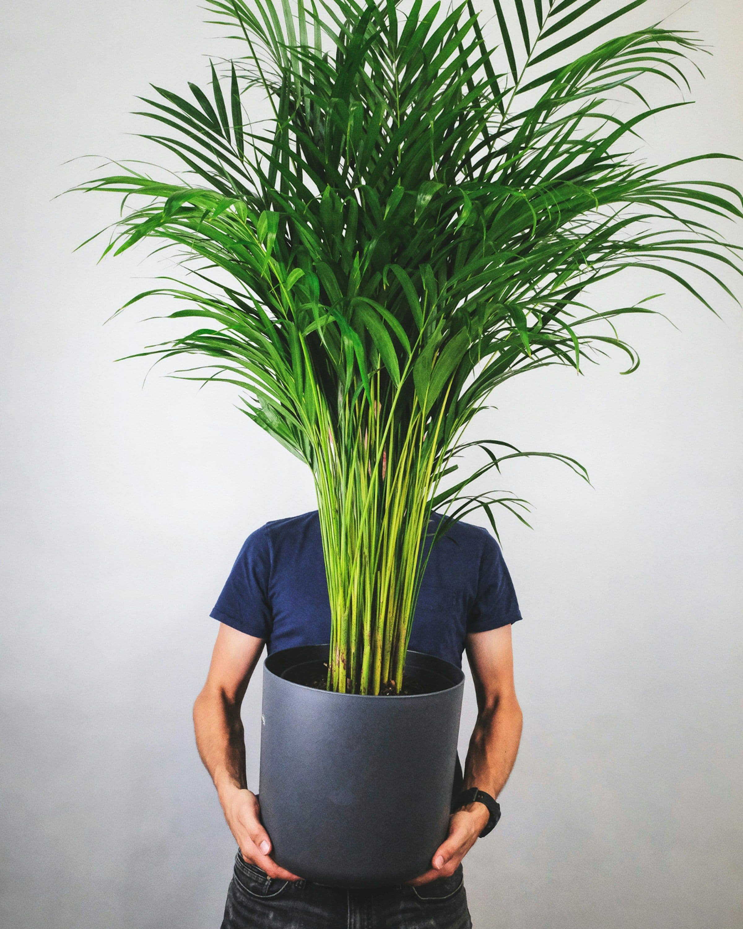 Person holding a large areca palm in a dark planter