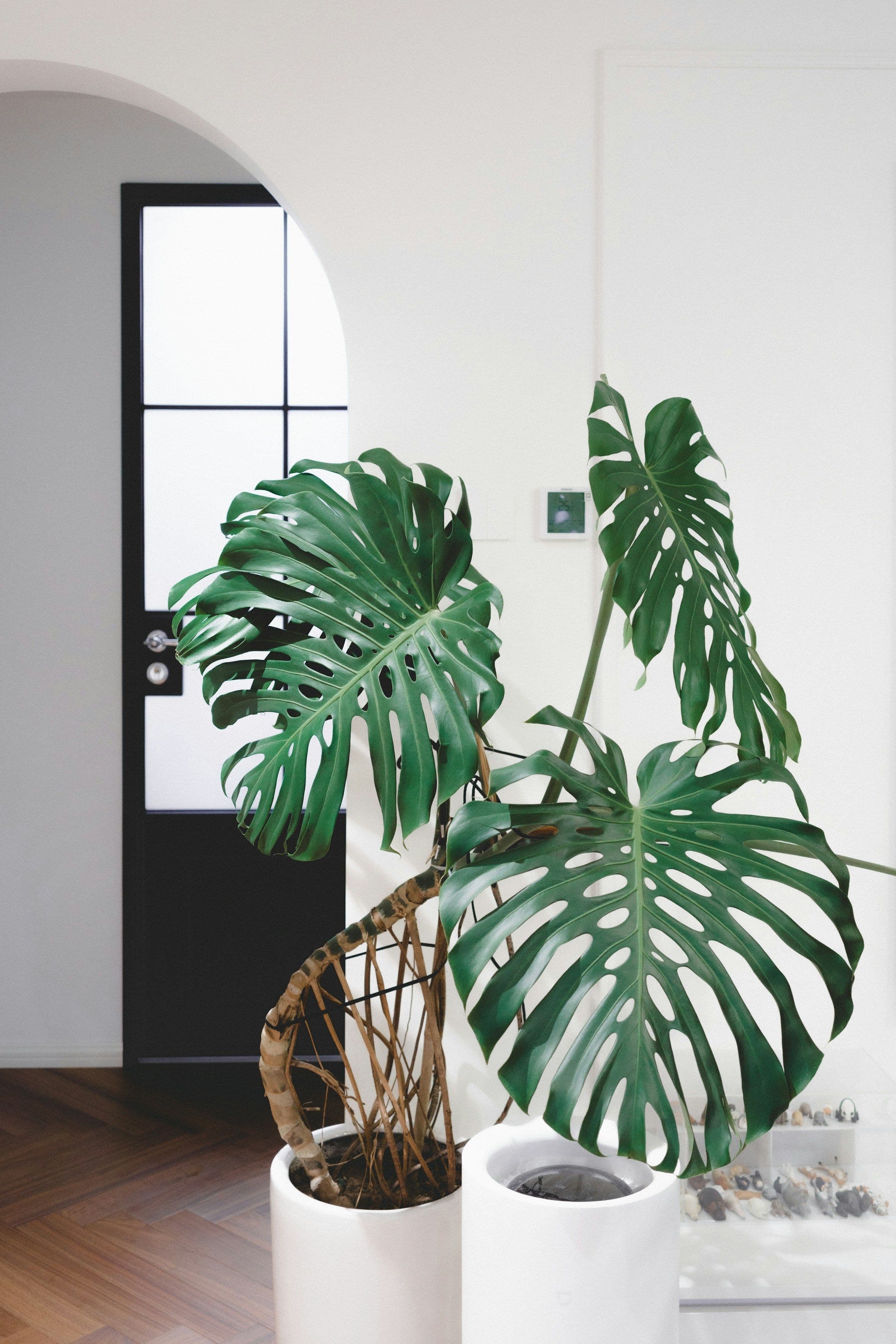 Mature Monstera with large divided leaves in a bright minimalist interior