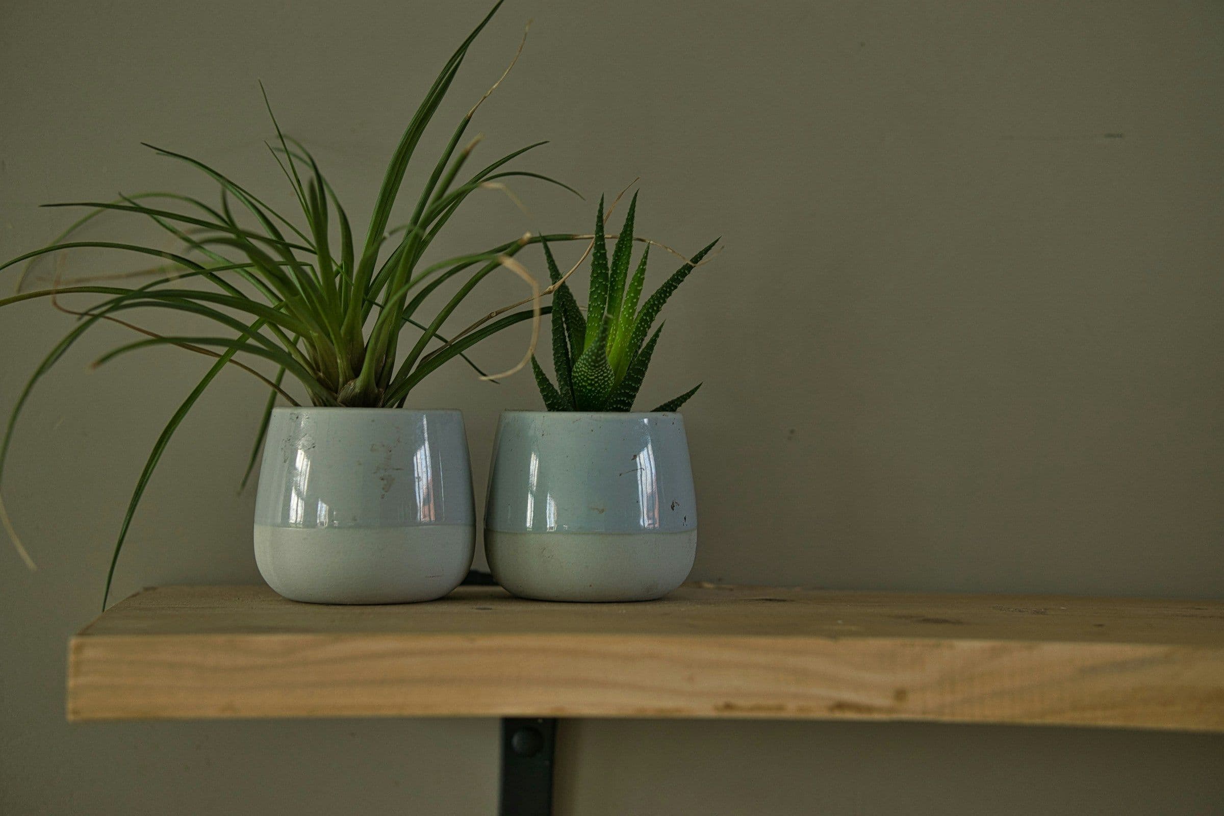 Two small houseplants in similarly sized glazed ceramic pots on a wooden shelf