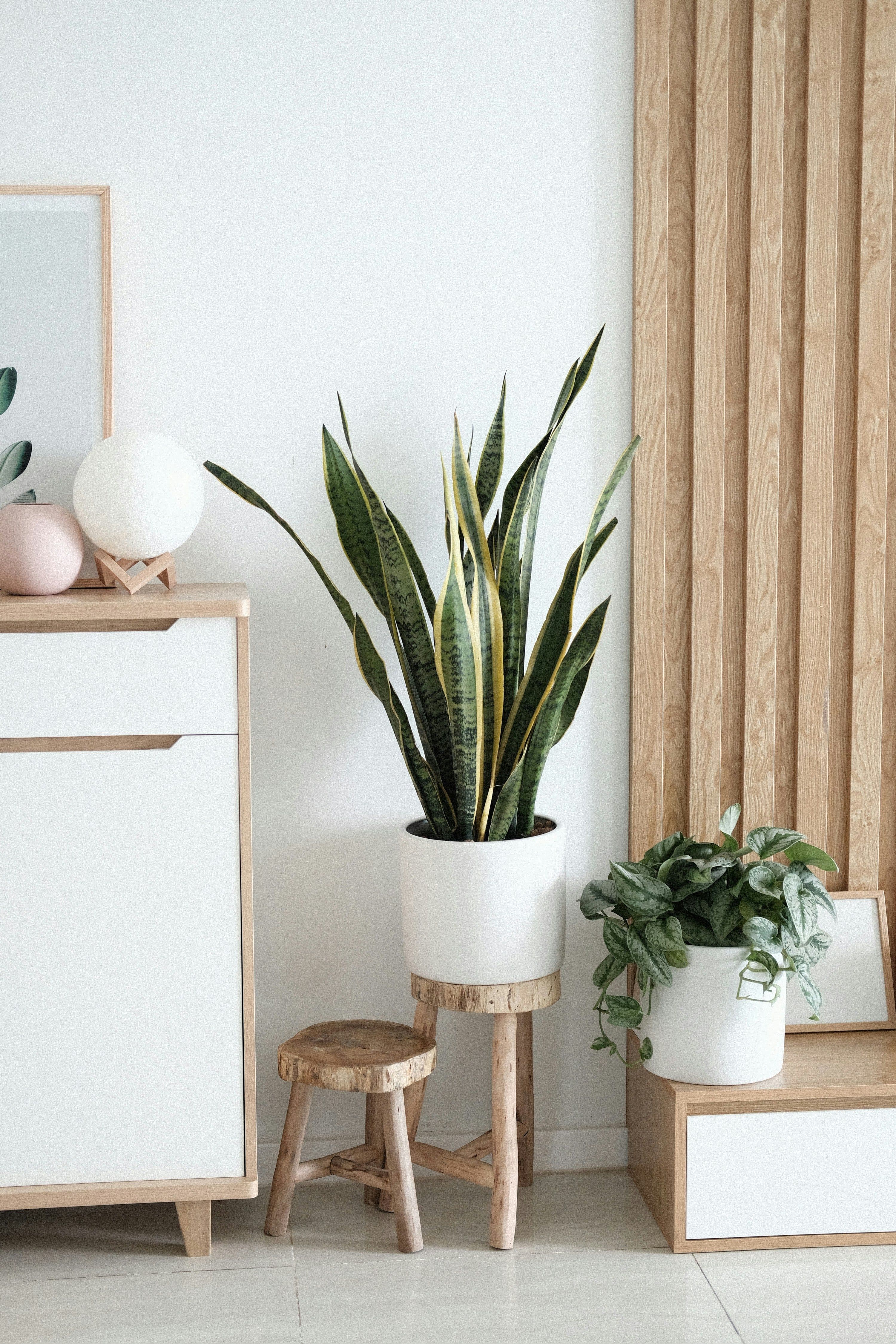 Variegated snake plant in a white planter against a pale wood and white interior
