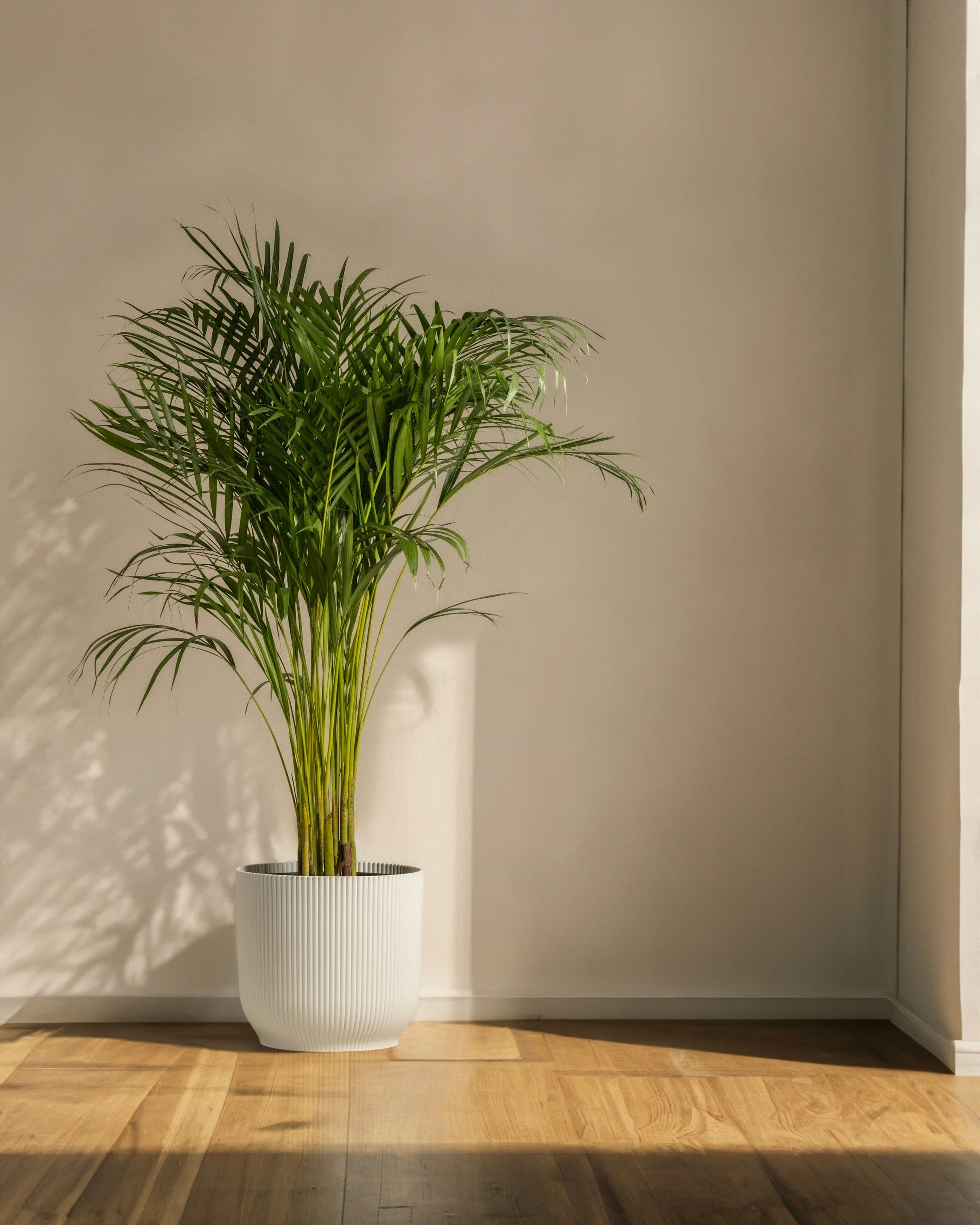 Potted palm in a white planter standing on a sunlit wood floor