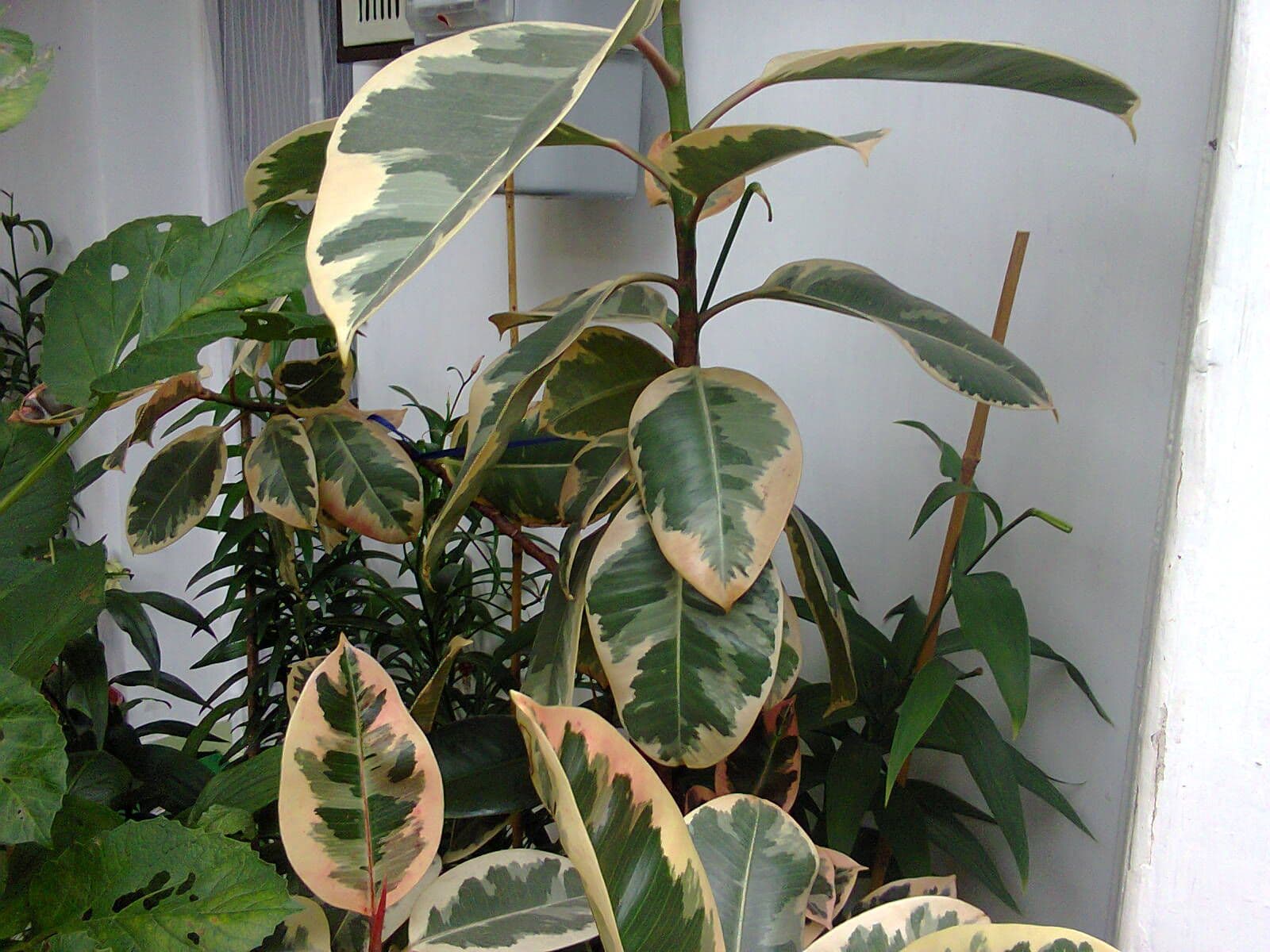 A variegated rubber plant, Ficus elastica, growing indoors among other houseplants.