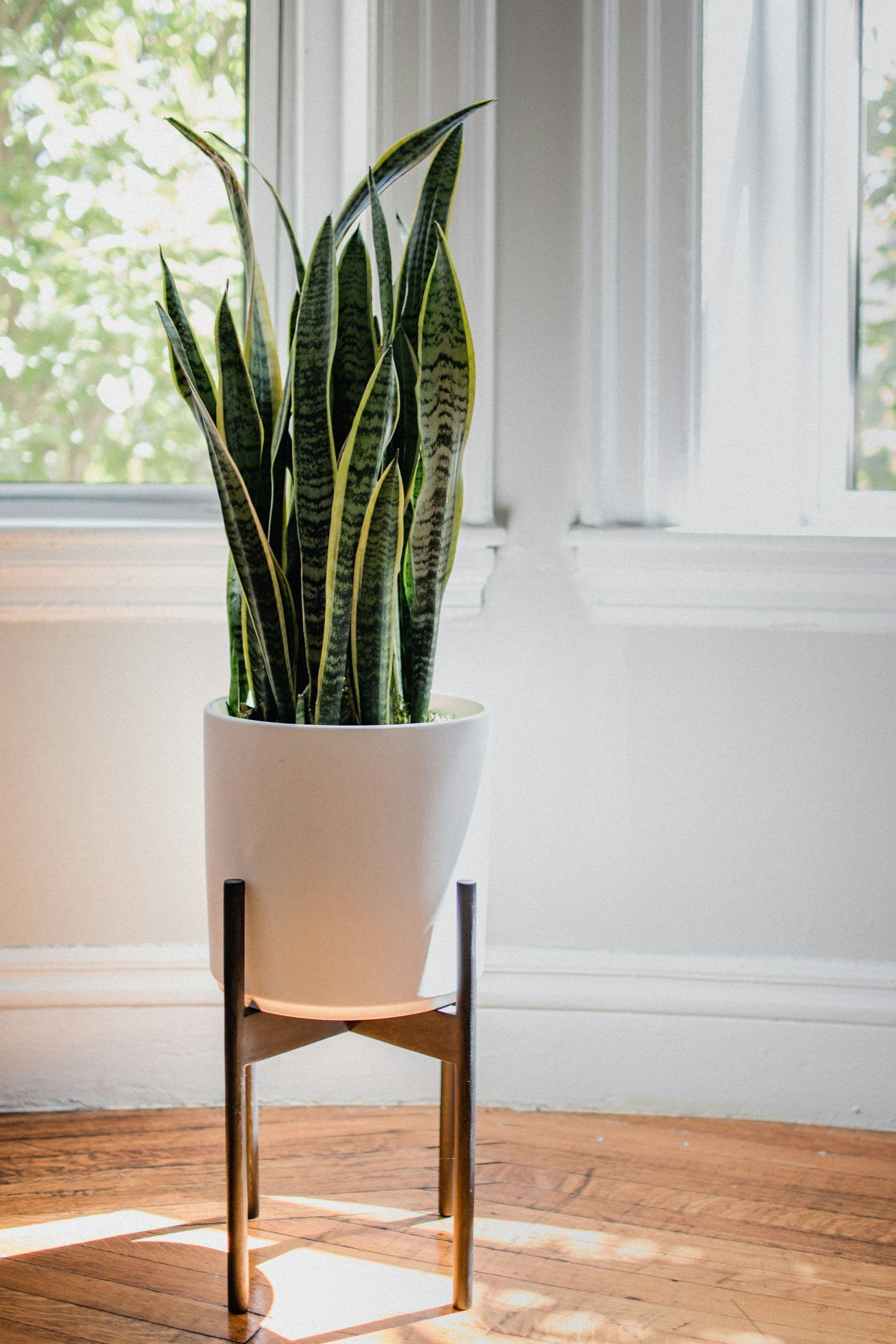 Upright snake plant in a white pot and slim black stand beside a bright window