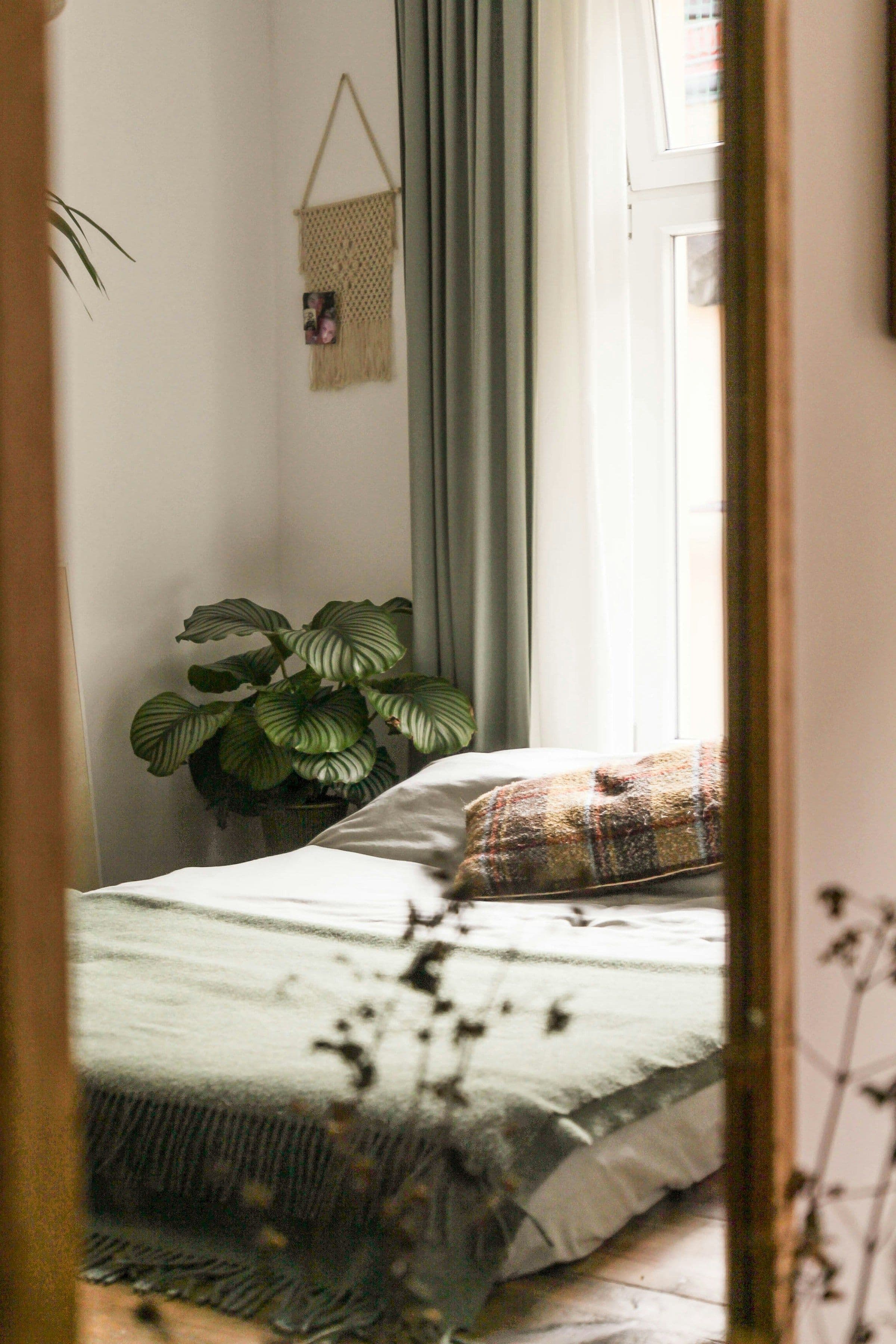 Quiet bedroom with one broad-leaved plant positioned beside a bright window