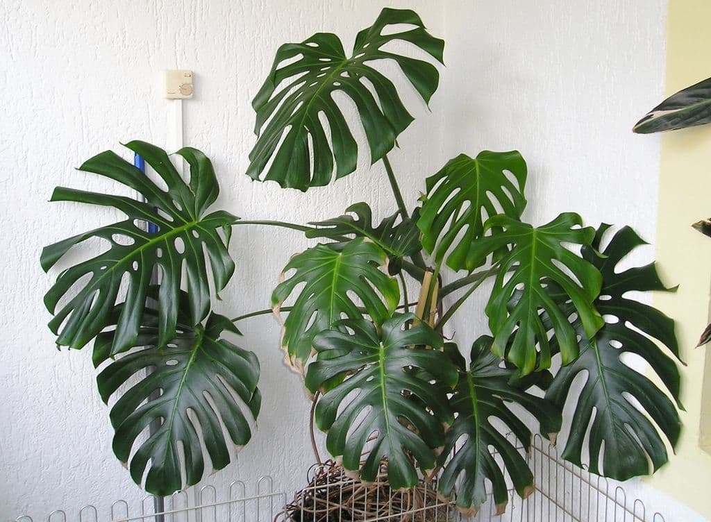 Mature potted Monstera deliciosa with broad fenestrated leaves in a bright interior